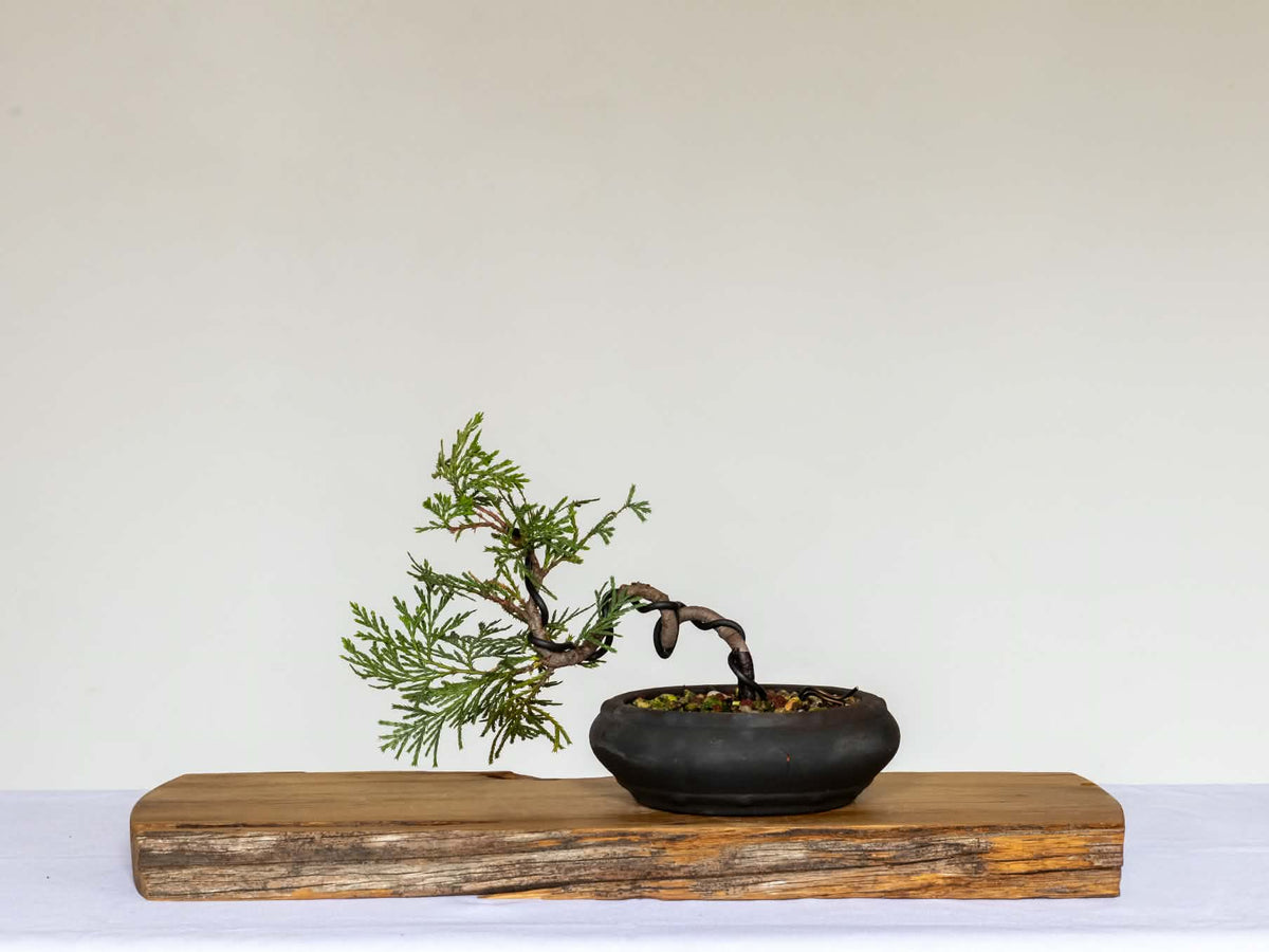 Outdoor Bonsai — Thuja plicata — Shohin — Dramatic Trunk Movement — 4+ Years - The Plant Warehouse NZ