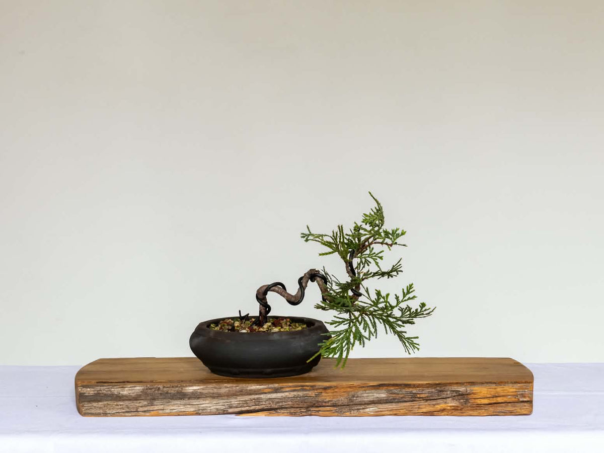 Outdoor Bonsai — Thuja plicata — Shohin — Dramatic Trunk Movement — 4+ Years - The Plant Warehouse NZ