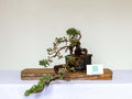 Outdoor Bonsai — Juniperus procumbens 'Nana' — Dwarf Japanese Garden Juniper — Penjing Style — 10+ Years - The Plant Warehouse NZ