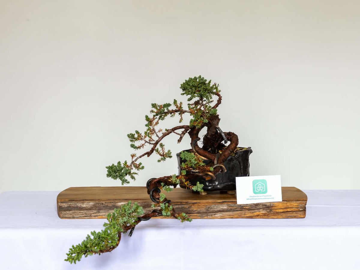 Outdoor Bonsai — Juniperus procumbens 'Nana' — Dwarf Japanese Garden Juniper — Penjing Style — 10+ Years - The Plant Warehouse NZ