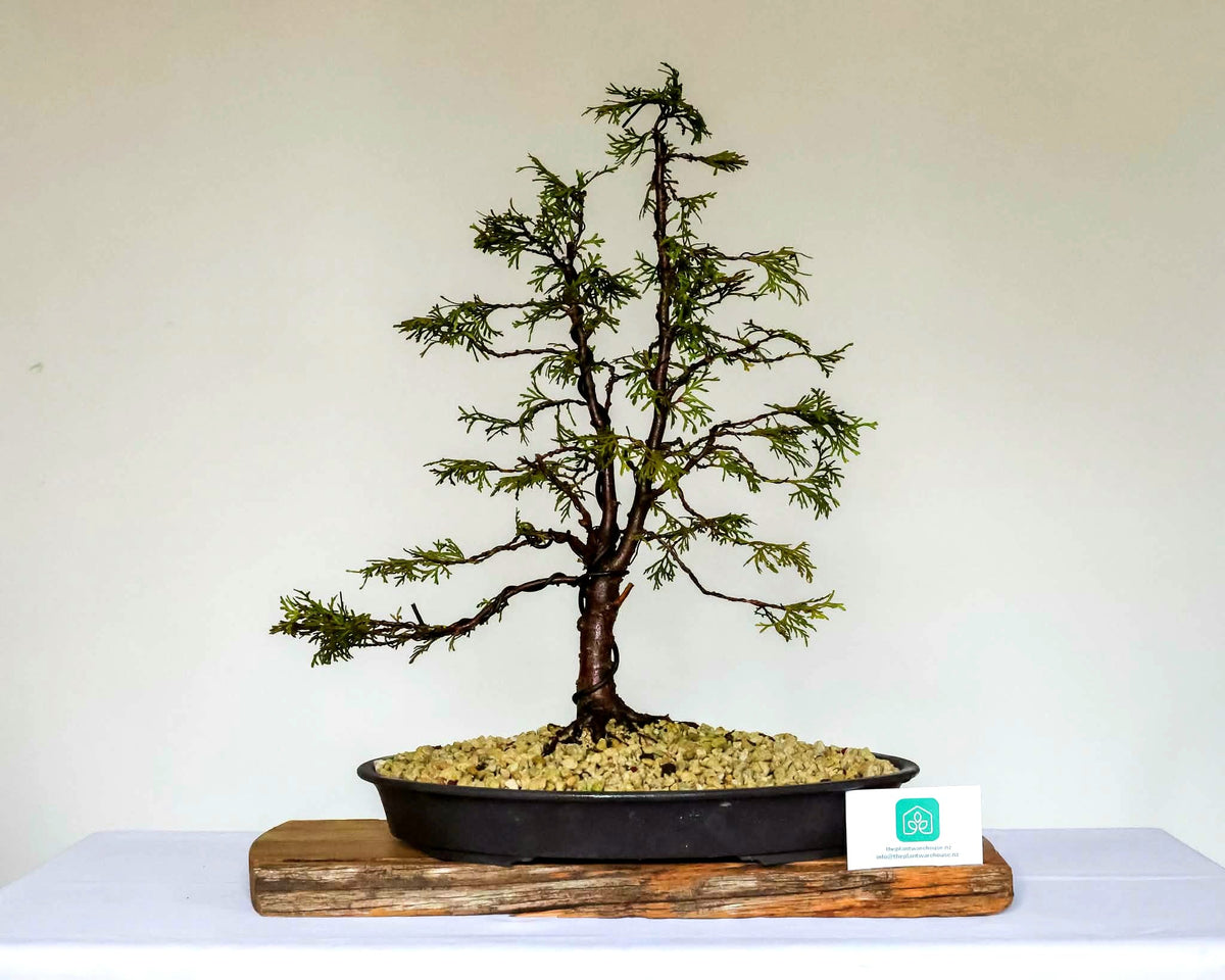 Outdoor Bonsai — Chamaecyparis lawsoniana — Formal Upright — 8+ Years - The Plant Warehouse NZ