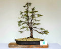 Outdoor Bonsai — Chamaecyparis lawsoniana — Formal Upright — 8+ Years - The Plant Warehouse NZ