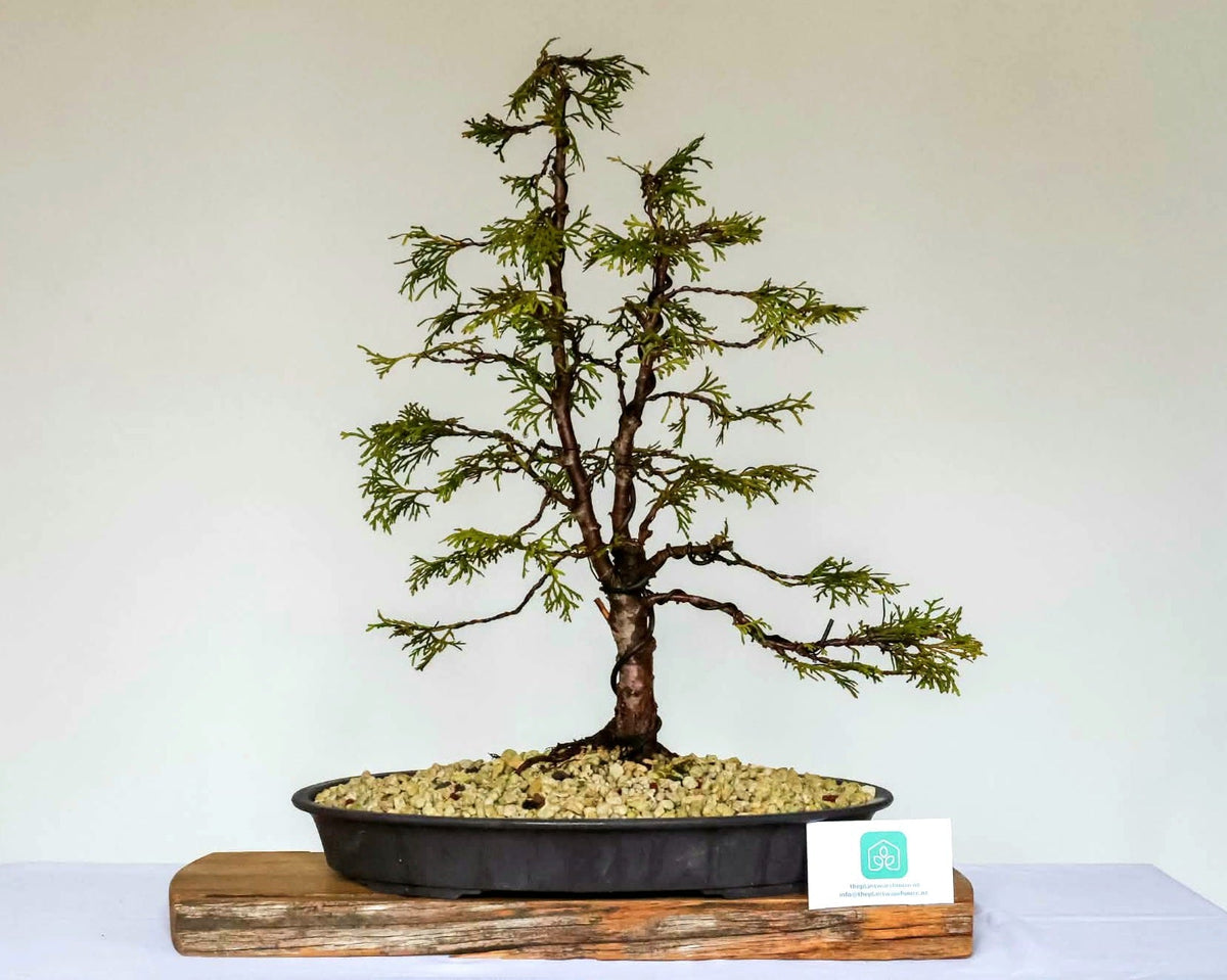 Outdoor Bonsai — Chamaecyparis lawsoniana — Formal Upright — 8+ Years - The Plant Warehouse NZ