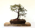 Outdoor Bonsai — Chamaecyparis pisifera 'Filifera' — Informal Upright — 12+ Years - The Plant Warehouse NZ