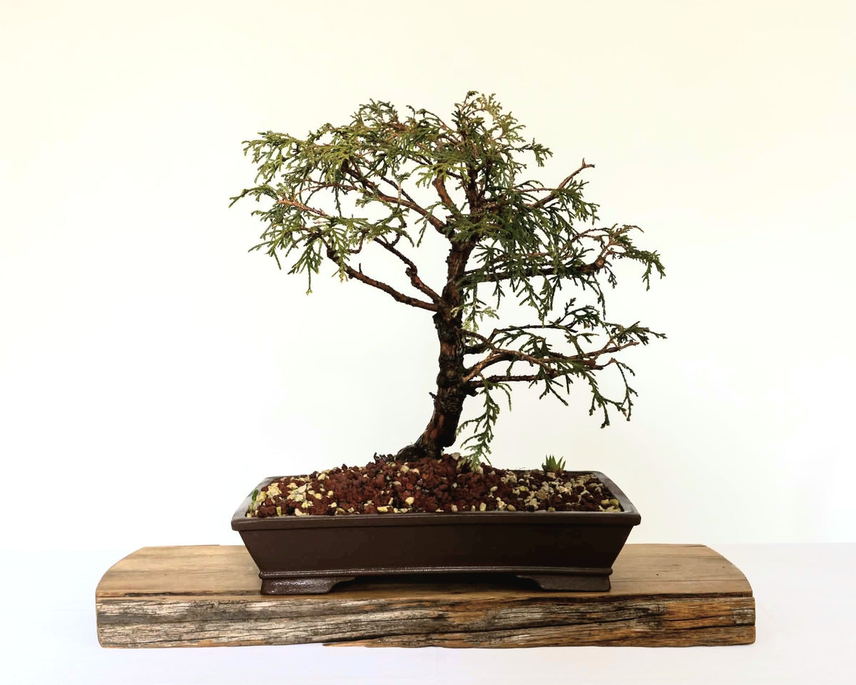 Outdoor Bonsai — Chamaecyparis pisifera 'Filifera' — Informal Upright — 12+ Years - The Plant Warehouse NZ