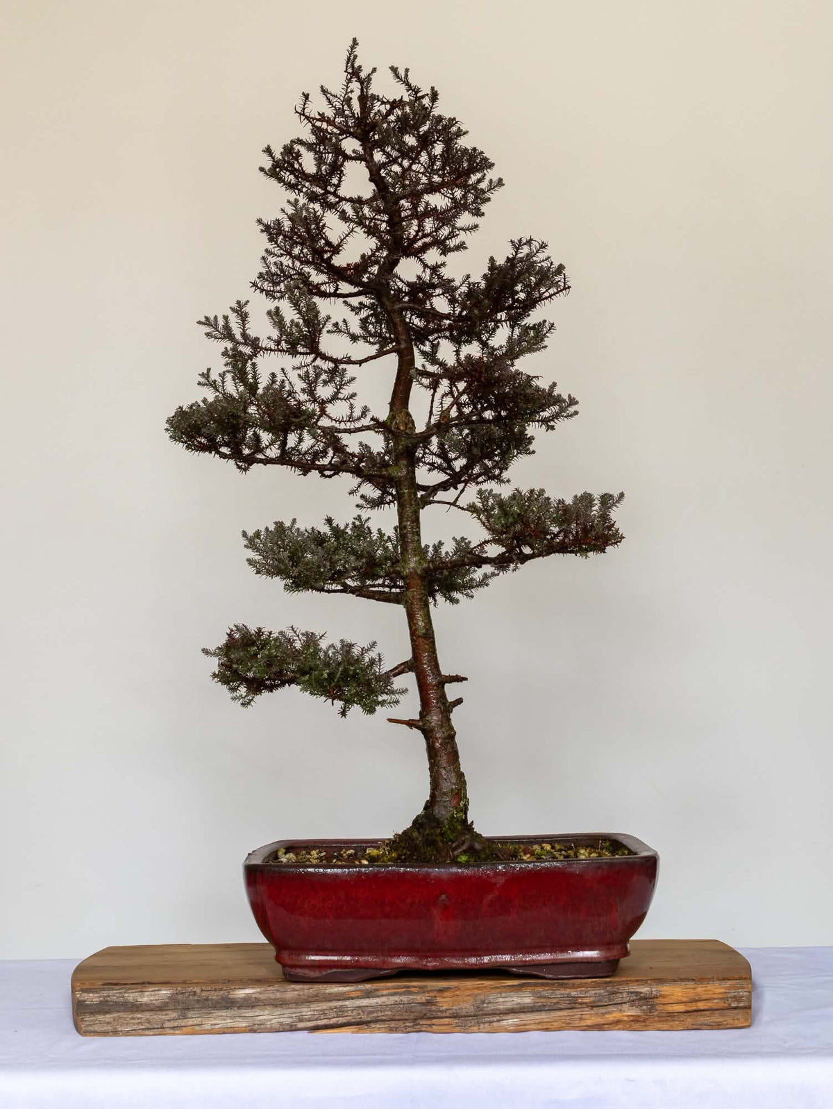 Outdoor Bonsai — Chamaecyparis ericoides tyroides — Informal Upright — Training Since 2023 - The Plant Warehouse NZ