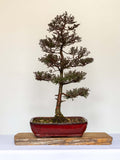 Outdoor Bonsai — Chamaecyparis ericoides tyroides — Informal Upright — Training Since 2023 - The Plant Warehouse NZ