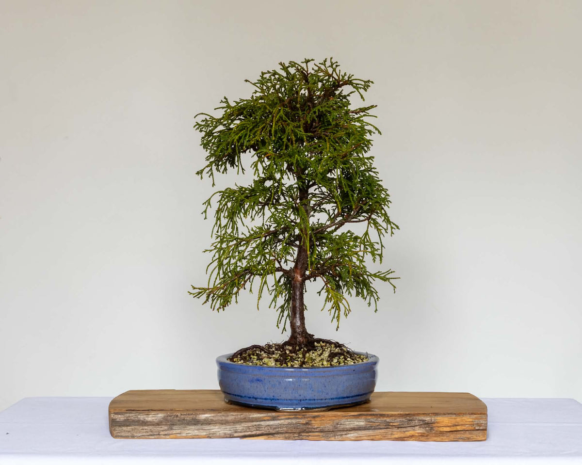 Outdoor Bonsai — Chamaecyparis pisifera 'Filifera', Sawara Cypress — Formal Upright — 8+ Years - The Plant Warehouse NZ