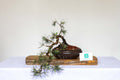 Outdoor Bonsai — Cedrus atlantica 'Glauca' — Blue Atlas Cedar — Penjing Style — 8+ Years - The Plant Warehouse NZ