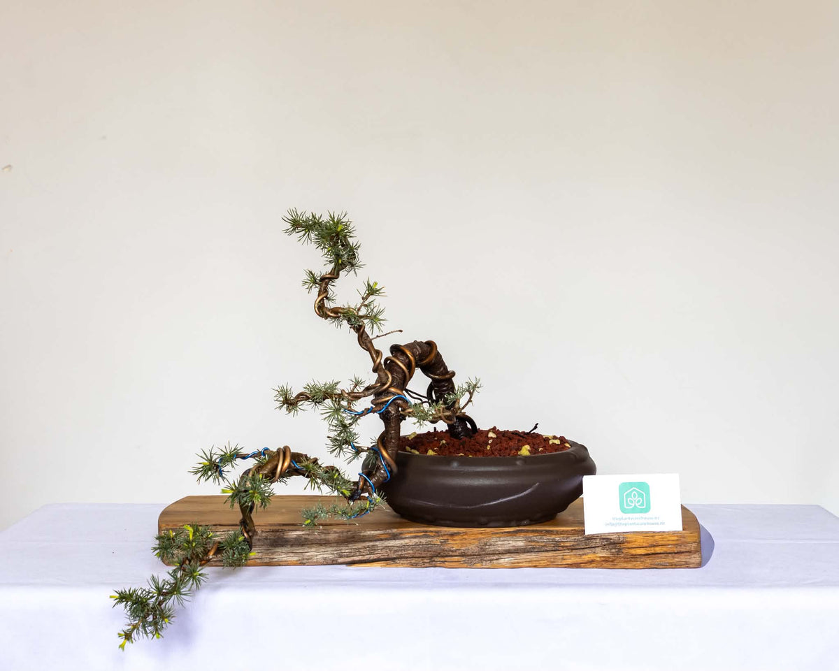 Outdoor Bonsai — Cedrus atlantica 'Glauca' — Blue Atlas Cedar — Penjing Style — 8+ Years - The Plant Warehouse NZ
