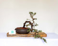 Outdoor Bonsai — Cedrus atlantica 'Glauca' — Blue Atlas Cedar — Penjing Style — 8+ Years - The Plant Warehouse NZ