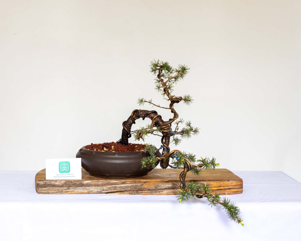 Outdoor Bonsai — Cedrus atlantica 'Glauca' — Blue Atlas Cedar — Penjing Style — 8+ Years - The Plant Warehouse NZ