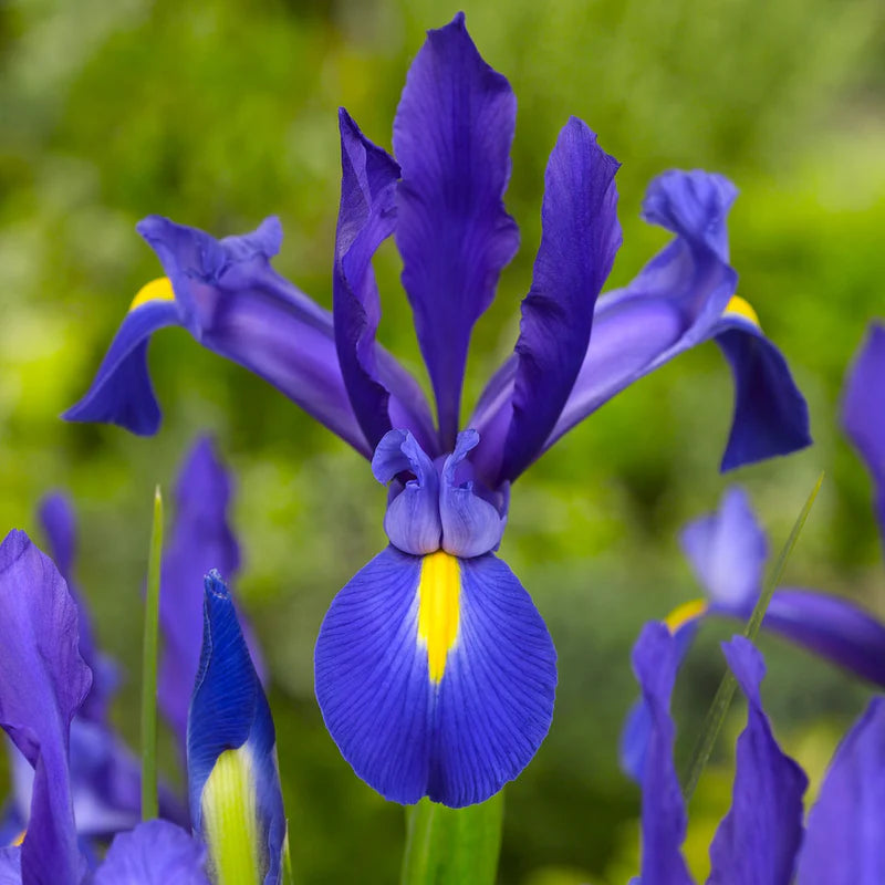 Dutch Iris — Iris × hollandica / Starter 2L - The Plant Warehouse NZ