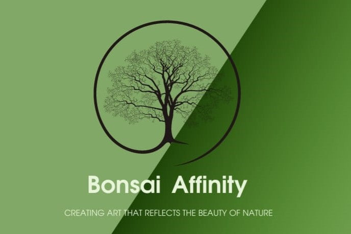 Indoor Bonsai — Ficus microcarpa — Ginseng Ficus — White Oval Ceramic Pot - The Plant Warehouse NZ