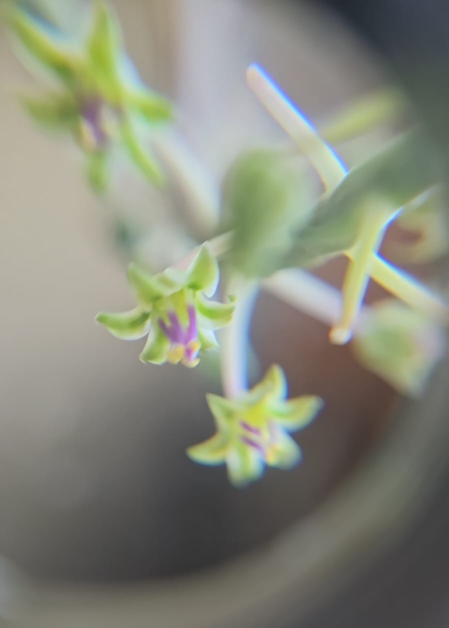 Silver Squill — Ledebouria socialis- 0.5L- Established Bulb Division - The Plant Warehouse NZ