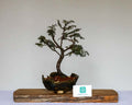 Chamaecyparis — Informal Upright Bonsai — 8+ Years — Handmade NZ Pot - The Plant Warehouse NZ