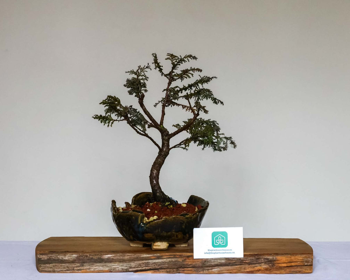 Chamaecyparis — Informal Upright Bonsai — 8+ Years — Handmade NZ Pot - The Plant Warehouse NZ