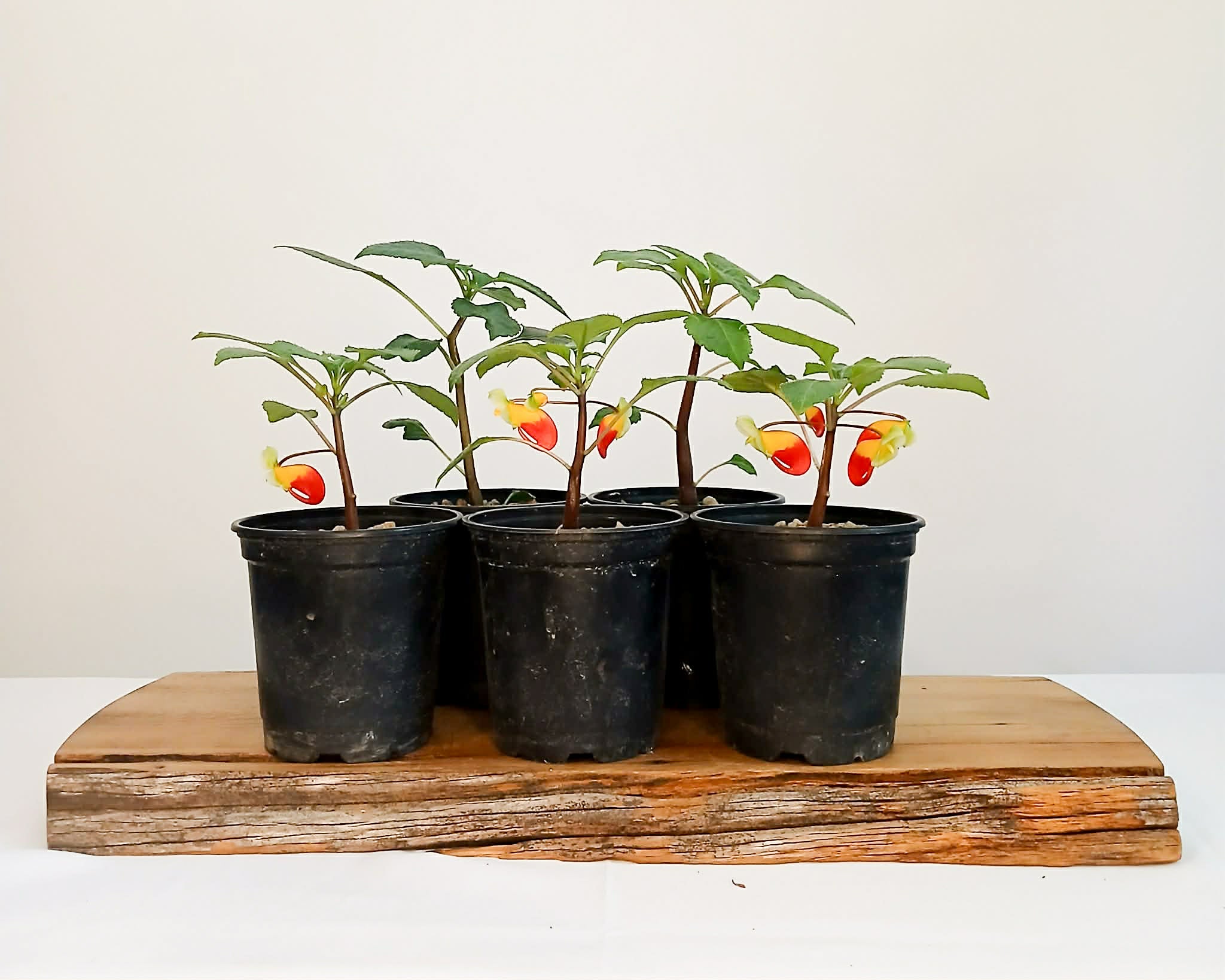 Parrot Impatience - Impatiens niamniamensis 0.5L pot - The Plant Warehouse NZ