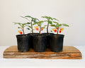 Parrot Impatience - Impatiens niamniamensis 0.5L pot - The Plant Warehouse NZ