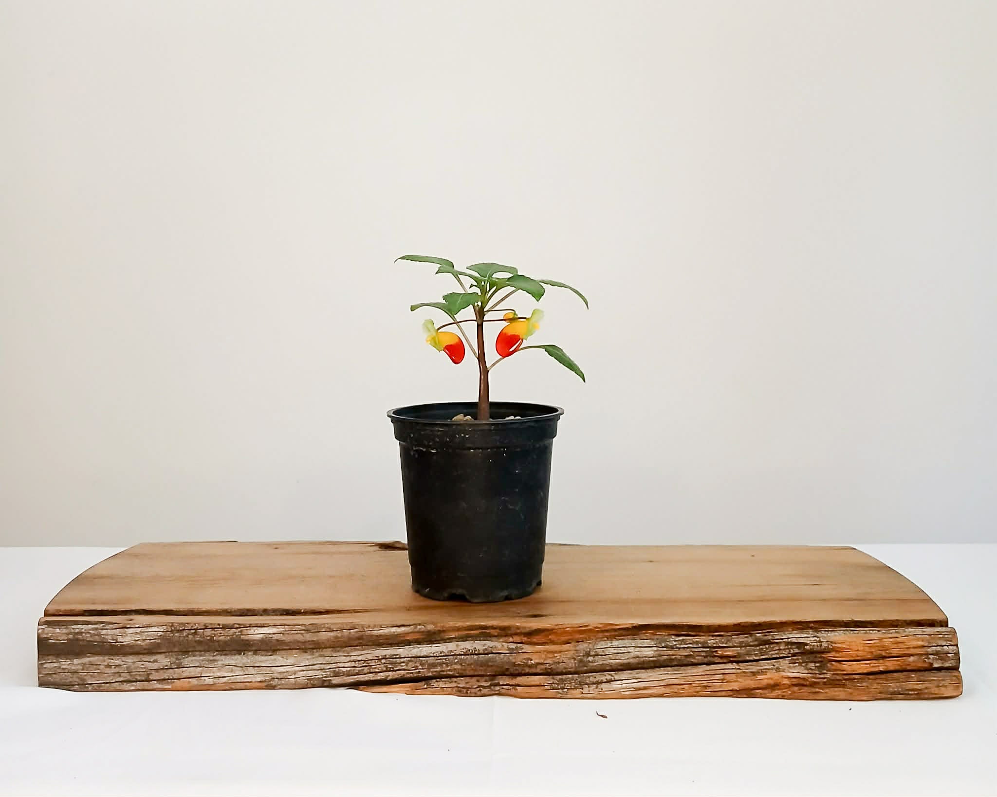 Parrot Impatience - Impatiens niamniamensis 0.5L pot - The Plant Warehouse NZ