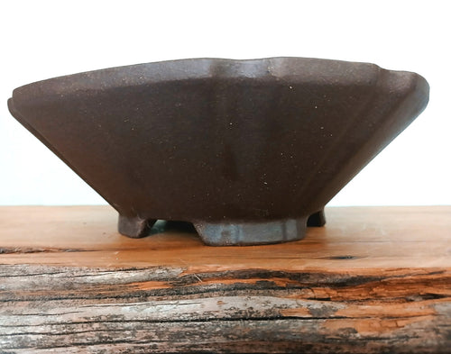 Bonsai Pot Lotus 20cm - The Plant Warehouse NZ