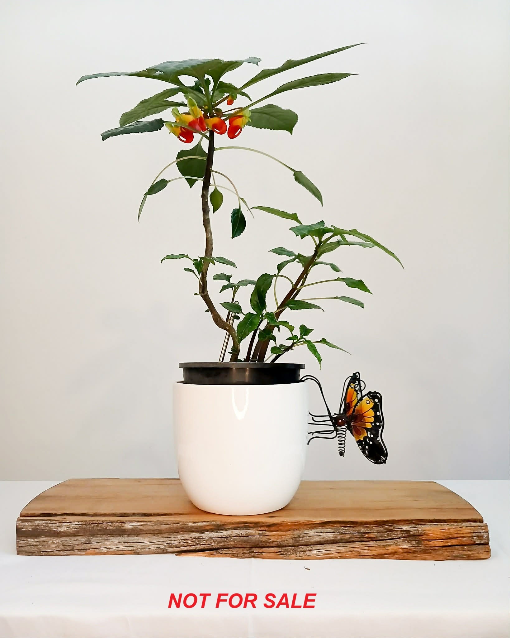 Parrot Impatience - Impatiens niamniamensis 1.9L pot - The Plant Warehouse NZ