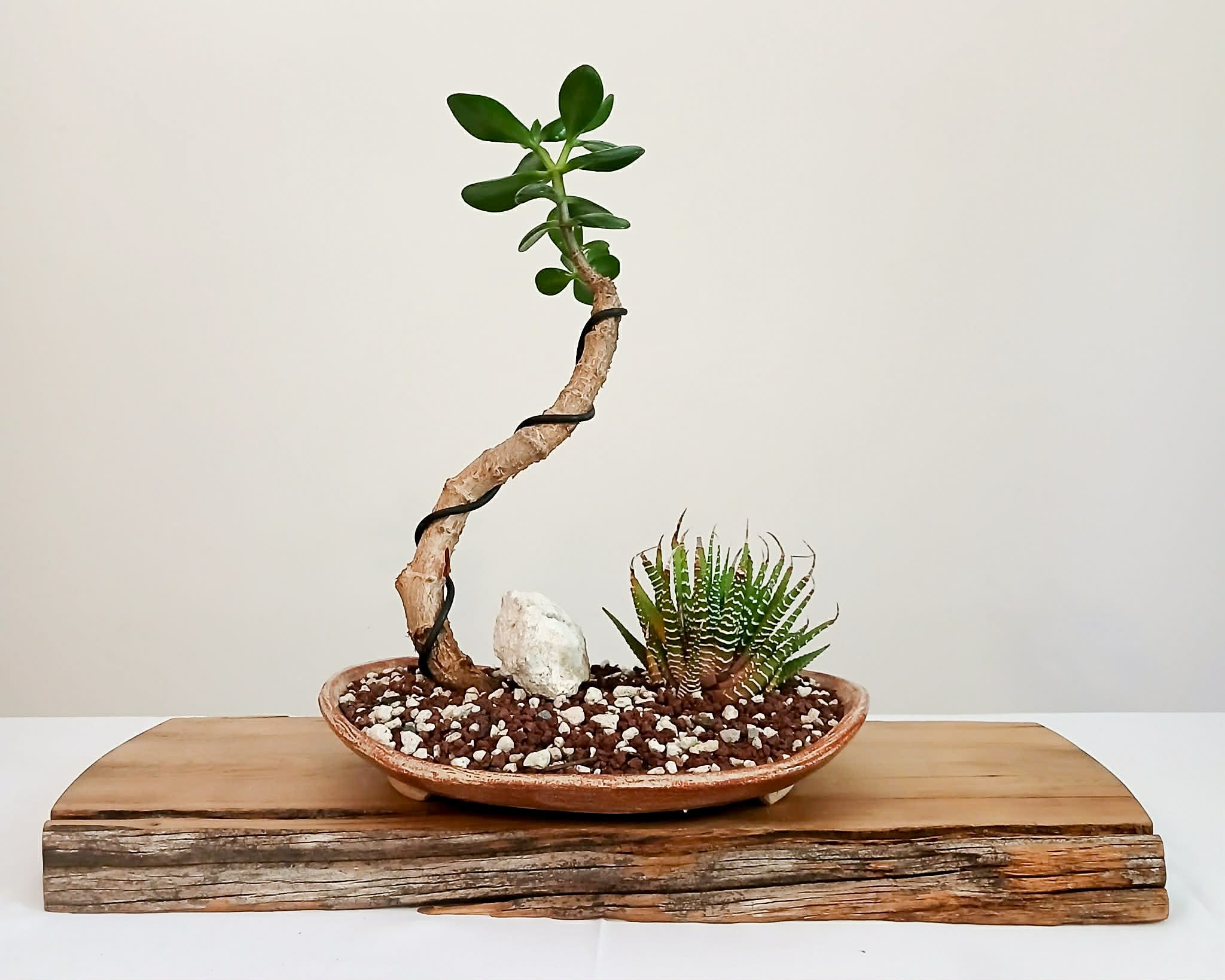 Encouraging Desk Buddies - Jade & Zebra Cactus — NZ Handmade Ceramic Pot - The Plant Warehouse NZ