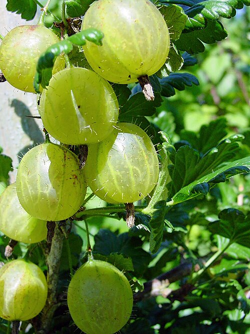 Gooseberry — Ribes uva-crispa / Medium 8L - The Plant Warehouse NZ