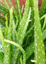 Aloe vera var. chinensis / 0.5l - The Plant Warehouse NZ
