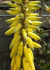 Aloe vera var. chinensis / 0.5l - The Plant Warehouse NZ