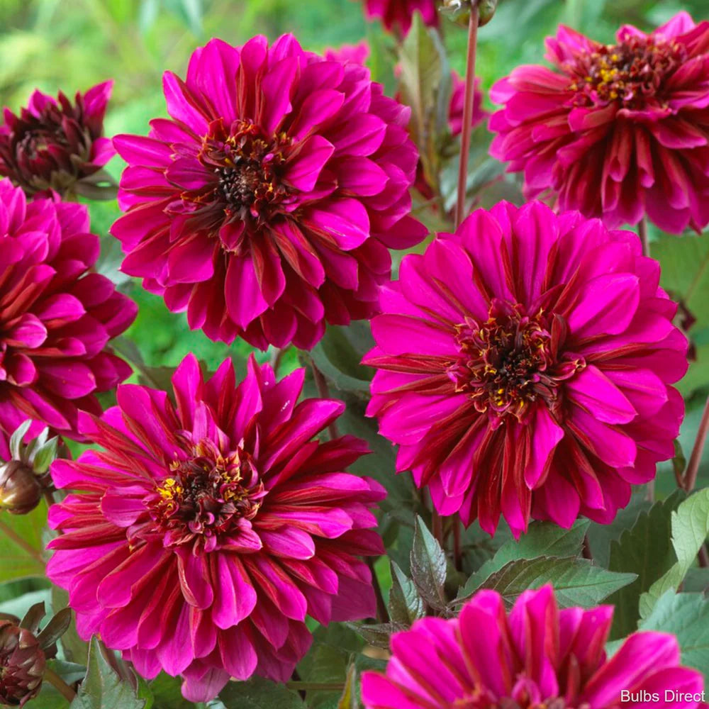 Dahlia 'Ferncliff Ebony' — Deep Magenta — Established Rootstock 2L - The Plant Warehouse NZ