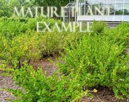 Gooseberry — Ribes uva-crispa / XL 21L (Bare Canes) - The Plant Warehouse NZ