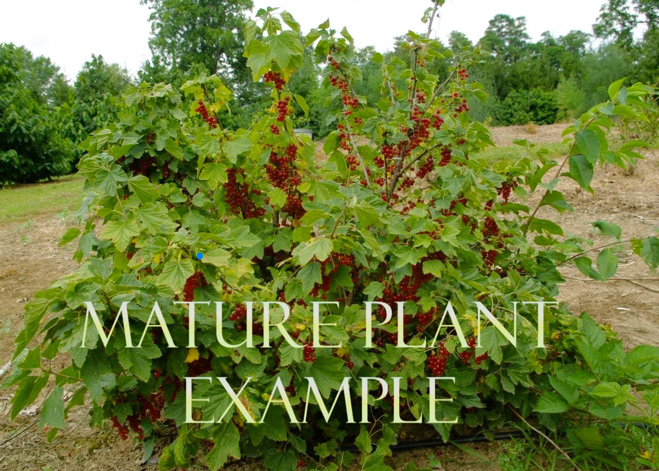 Red Currant — Ribes rubrum / XL 21L (Established) - The Plant Warehouse NZ