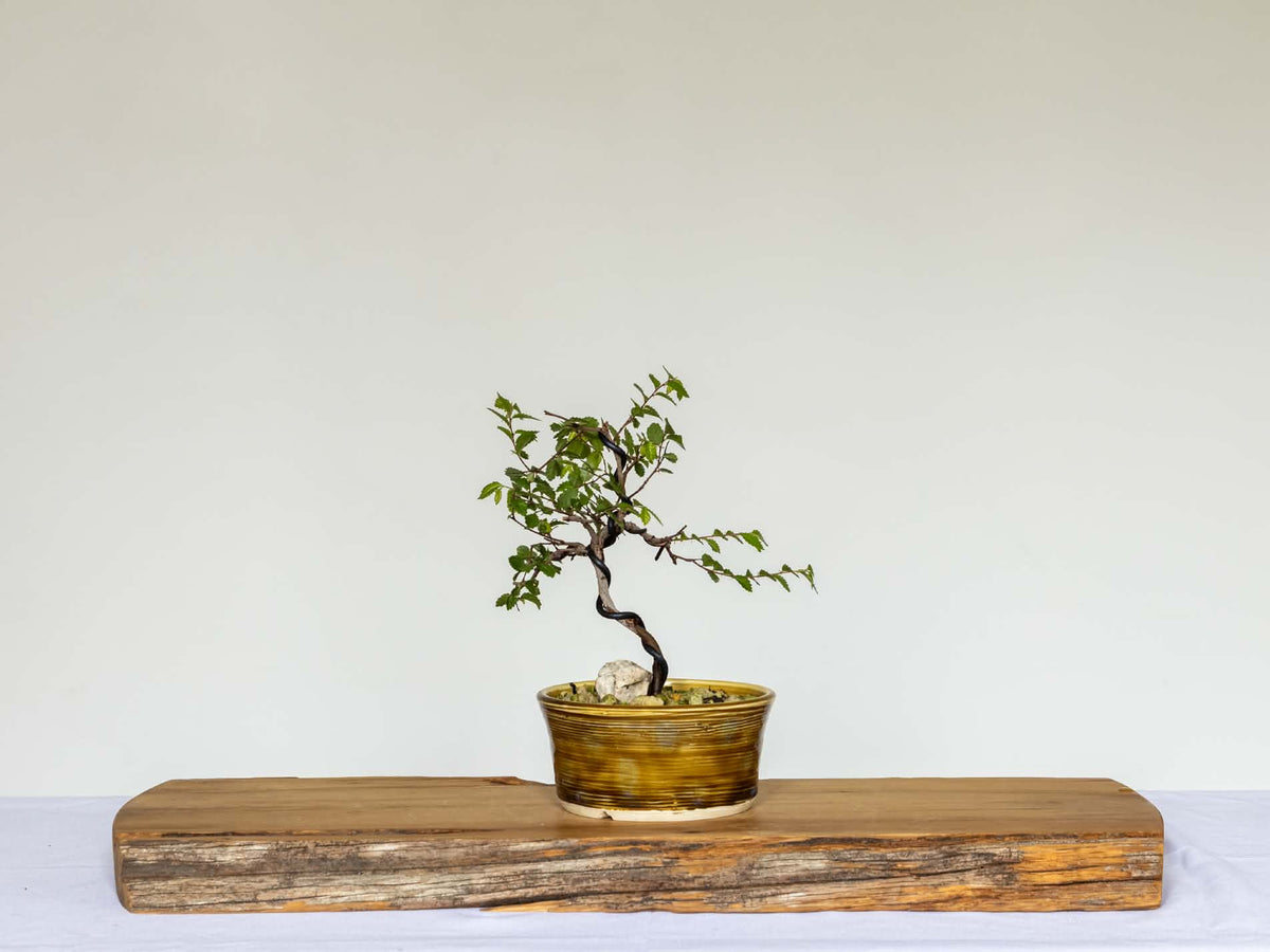 Outdoor Bonsai — Ulmus 'Jacqueline Hillier' — Dwarf Elm — Penjing Style — 5+ Years - The Plant Warehouse NZ