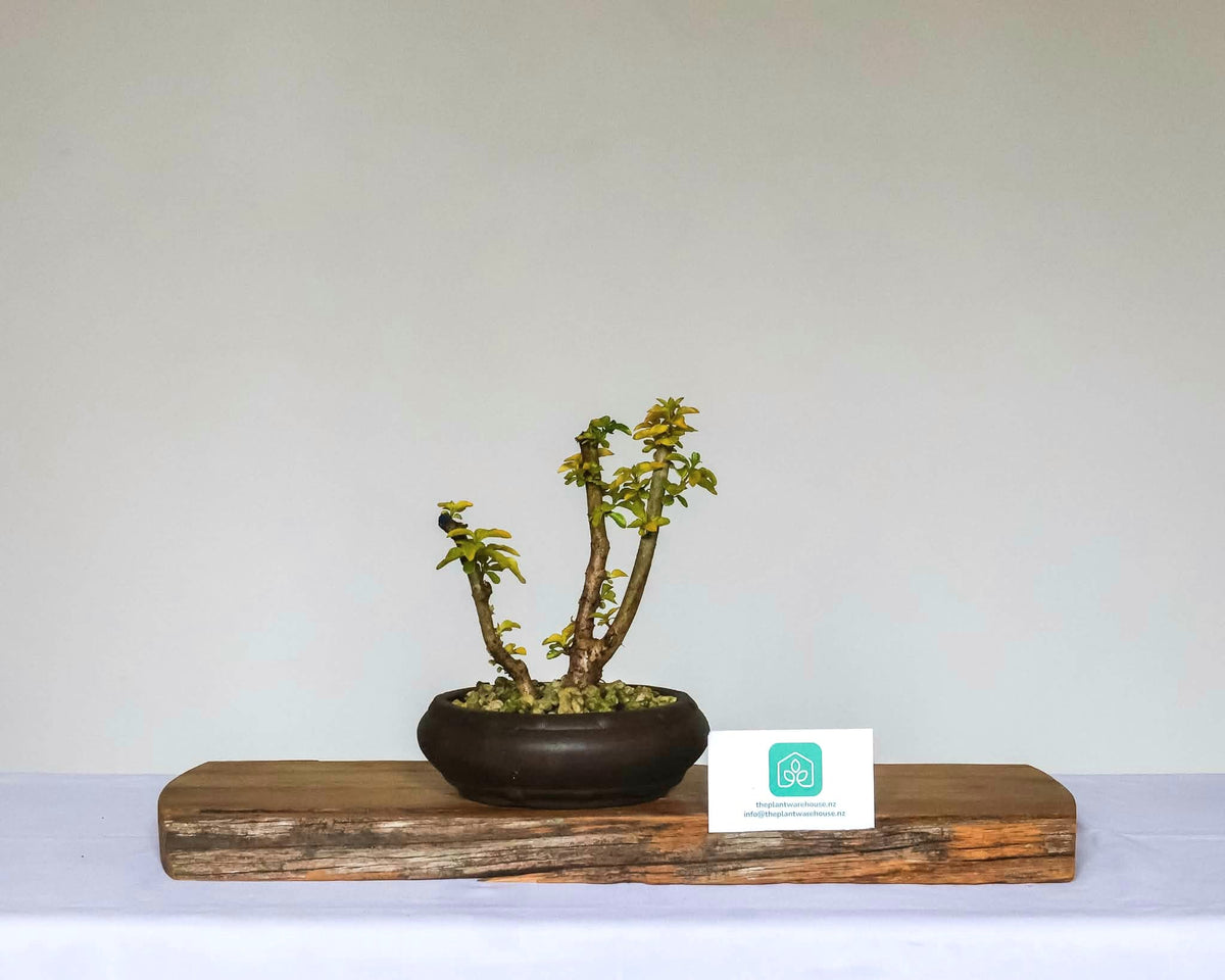 Outdoor Bonsai — Ligustrum sinense — Chinese Privet — Clip and Grow Style — 5+ Years - The Plant Warehouse NZ