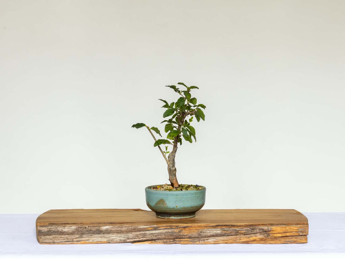 Outdoor Bonsai — Ligustrum sinense — Chinese Privet — Clip and Grow Style — 5+ Years - The Plant Warehouse NZ