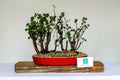Outdoor Bonsai — Ulmus minor — Field Elm — Raft Style — Wild Collected — 8+ Years - The Plant Warehouse NZ
