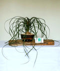 Indoor Bonsai — Beaucarnea recurvata — Ponytail Palm — 5+ Years - The Plant Warehouse NZ