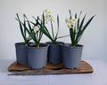 Narcissus tazetta (Paperwhite Narcissus) — White & Yellow — Flowering Bulb 2.2L - The Plant Warehouse NZ