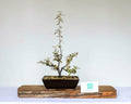 Outdoor Bonsai — Corokia 'Bronze Knight' — NZ Native — Clip and Grow Style — 5+ Years - The Plant Warehouse NZ