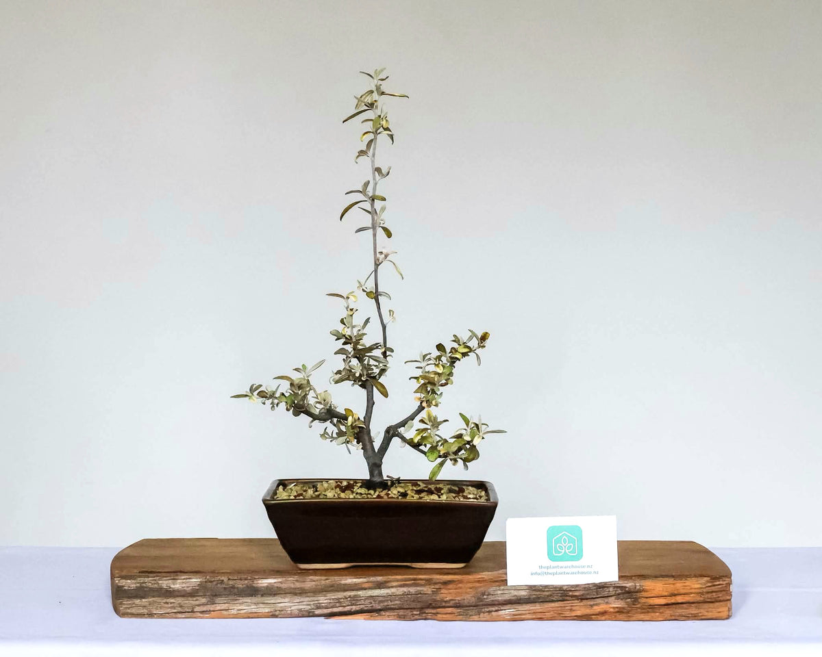 Outdoor Bonsai — Corokia 'Bronze Knight' — NZ Native — Clip and Grow Style — 5+ Years - The Plant Warehouse NZ