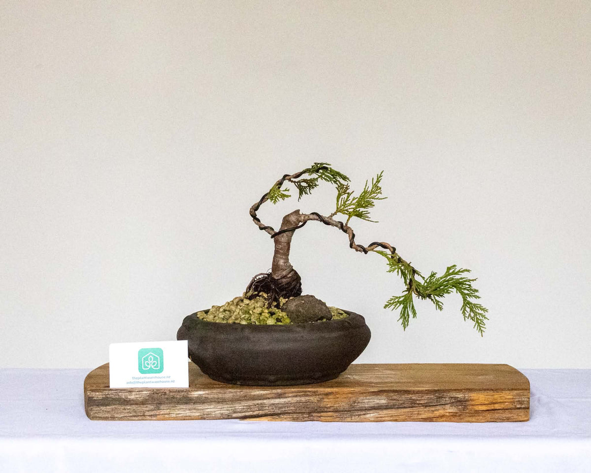 Outdoor Bonsai — Thuja plicata — Windswept Shohin — Rock Grafted Roots — 5+ Years - The Plant Warehouse NZ