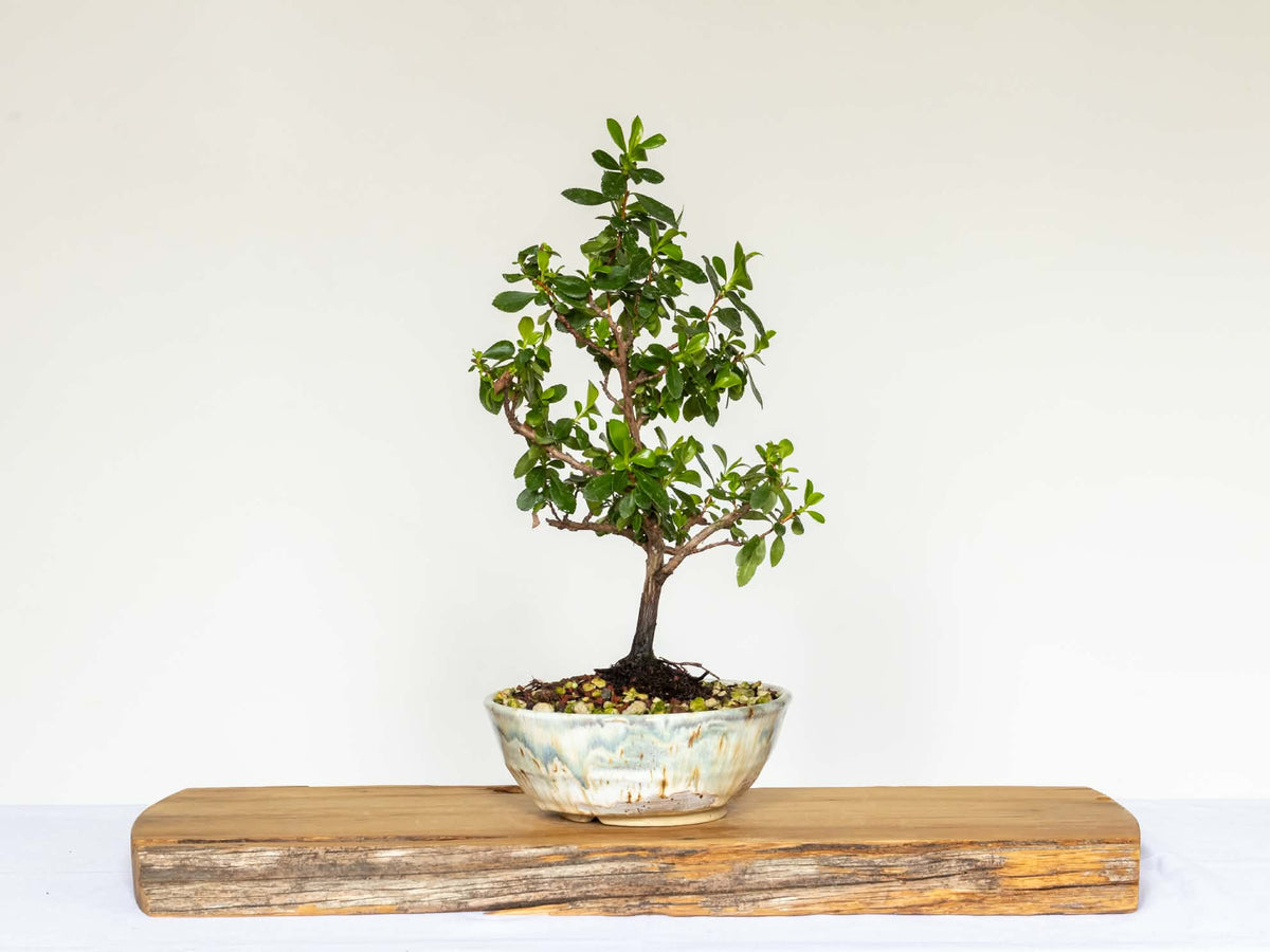 Outdoor Bonsai — Escallonia sp. — Clip and Grow Style — 5+ Years - The Plant Warehouse NZ