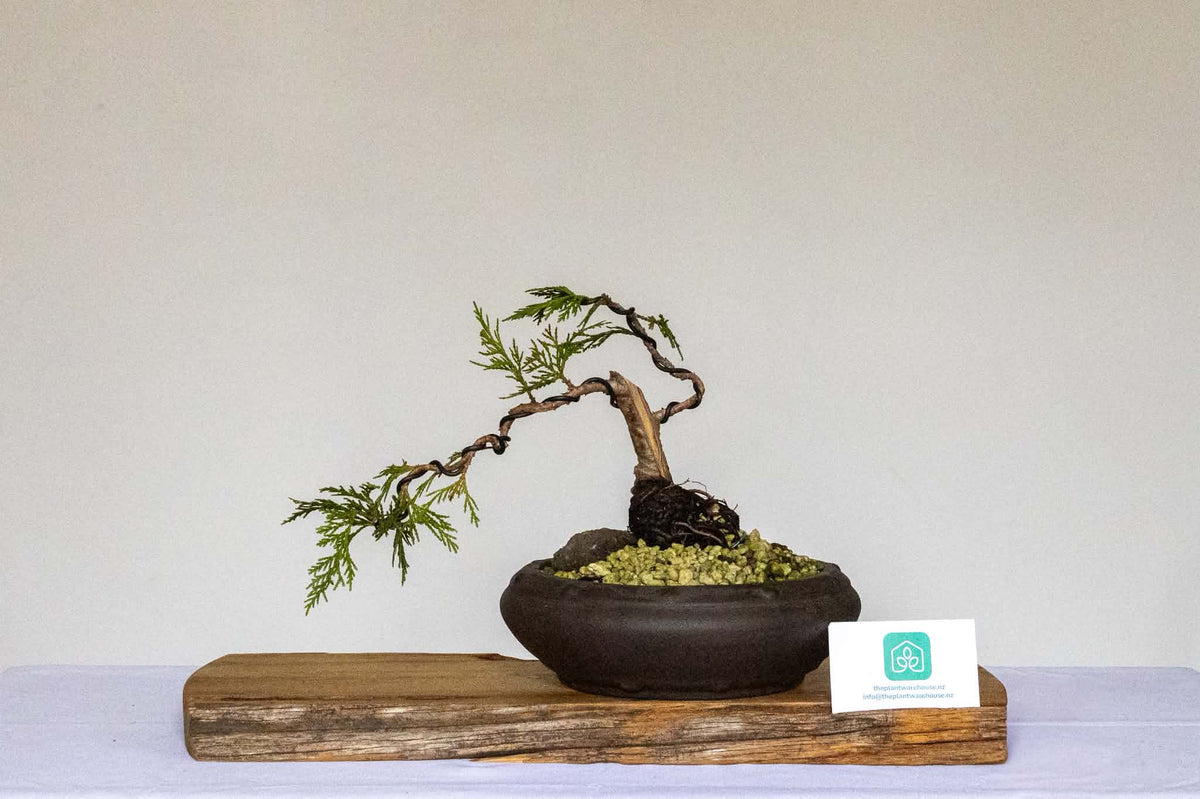 Outdoor Bonsai — Thuja plicata — Windswept Shohin — Rock Grafted Roots — 5+ Years - The Plant Warehouse NZ