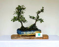 Outdoor Bonsai — Pyracantha sp. — Firethorn on Rock — Twin Trunk Penjing — 10+ Years - The Plant Warehouse NZ