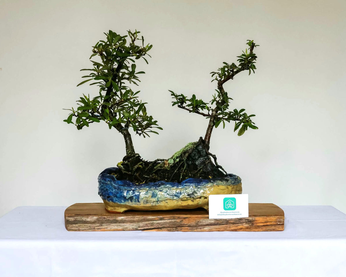 Outdoor Bonsai — Pyracantha sp. — Firethorn on Rock — Twin Trunk Penjing — 10+ Years - The Plant Warehouse NZ