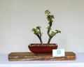 Outdoor Bonsai — Ligustrum sinense — Chinese Privet — Clip and Grow Style — 5+ Years - The Plant Warehouse NZ