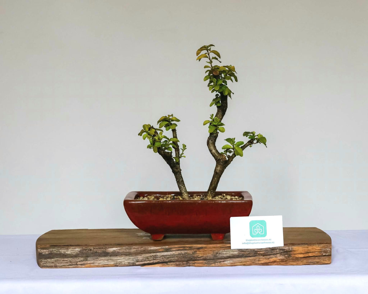 Outdoor Bonsai — Ligustrum sinense — Chinese Privet — Clip and Grow Style — 5+ Years - The Plant Warehouse NZ