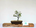 Outdoor Bonsai — Corokia 'Bronze Knight' — NZ Native — Clip and Grow Style — 5+ Years - The Plant Warehouse NZ