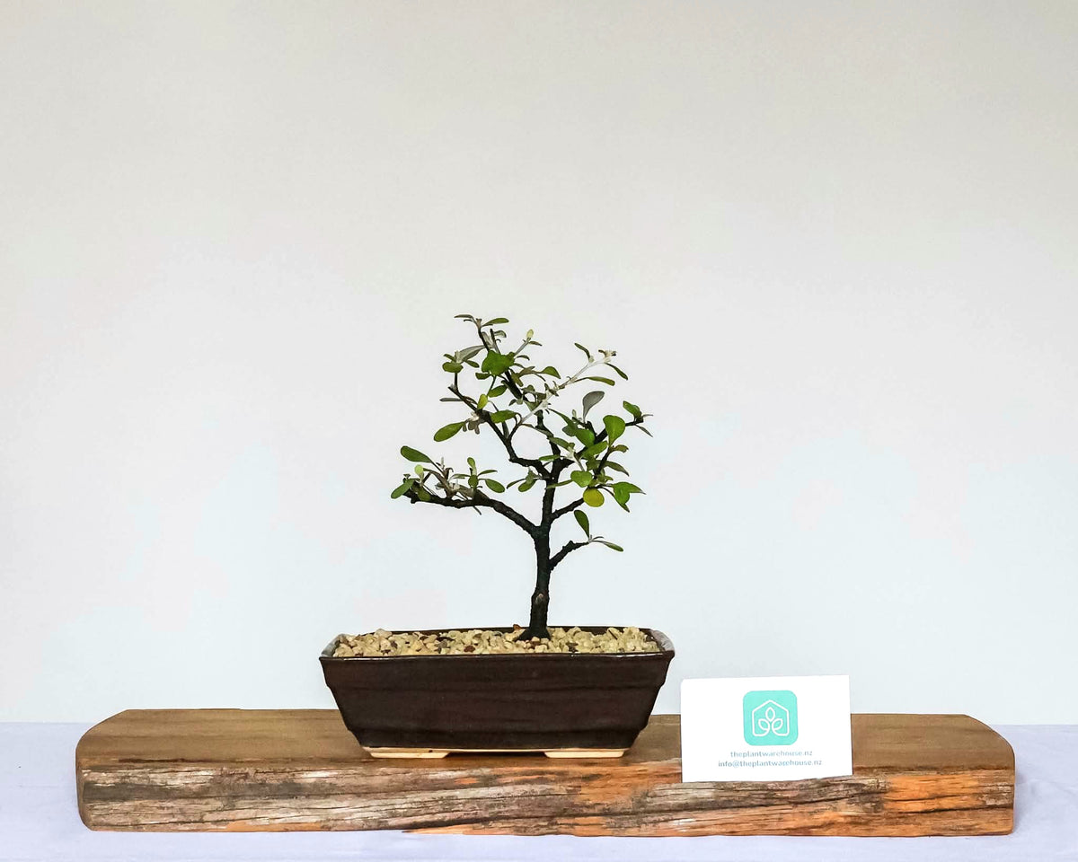 Outdoor Bonsai — Corokia 'Bronze Knight' — NZ Native — Clip and Grow Style — 5+ Years - The Plant Warehouse NZ